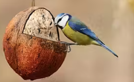 vogel